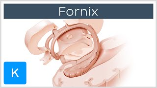 Fornix of the Brain Structure amp Function  Human Anatomy  Kenhub [upl. by Aneek]