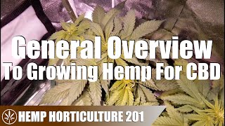 A General Overview Of How To Grow Hemp For CBD [upl. by Hocker]