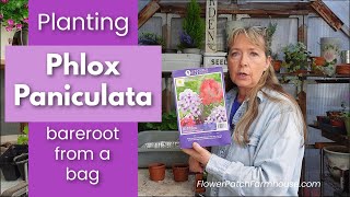 Phlox Paniculata Planting Bareroot  Easy Summer Flowers [upl. by Metts859]