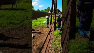 Fixing a 200lb Cattle Gate [upl. by Aciemaj]