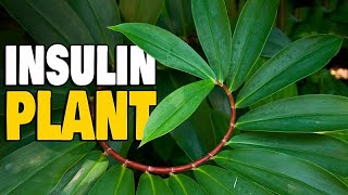 Insulin Plant  Nature’s Own Diabetes Medicine [upl. by Giacobo]