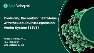 Producing Recombinant Proteins with the Baculovirus Expression Vector System BEVS [upl. by Ettelegna]