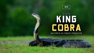 The King Cobra  Natures Ultimate Predator  Hindi – Infinity Stream [upl. by Ahders]