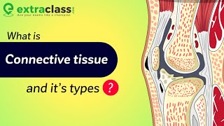 What is Connective Tissue And It’s types  Biology  Extraclasscom [upl. by Doownil]