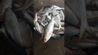 ଚିଲିକା ଇଲିସି ମାଛ 🥰🥰 chilikarani chilikalake fishing [upl. by Nadean230]