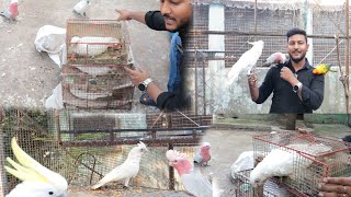 New 3 cockatoos aye Bhopal se Thank you sir for gifted 3 bare eyed cockatoo to basona bird aviary [upl. by Sehguh958]