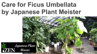 Care for Ficus Umbellata by Japanese Plant Meister [upl. by Aihtennek663]