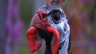 helmeted guineafowl [upl. by Anead]