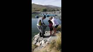 CatchAFish at High Country Salmon Twizel New Zealand [upl. by Nesbitt]