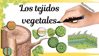 Los TEJIDOS VEGETALES [upl. by Atiuqahs]