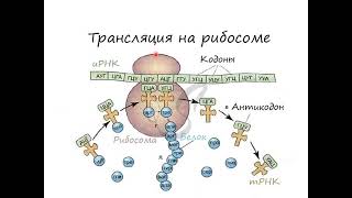 Белок синтезі Транскрипция Трансляция Процессинг Қазақша [upl. by Link]