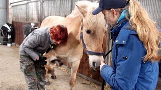 Heeft mijn paard PIJN na onze VAL 😰🤕 [upl. by Ahseiyk]