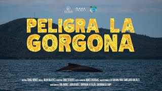 Peligra La Gorgona  Documental PeligraLaGorgona [upl. by Oakleil]