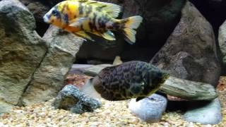 Ctenopoma Actirostre Leopard Bush Fish African Leaf Spotlight Aquarium [upl. by Katz]