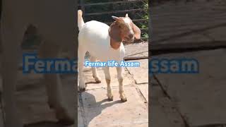 Fermar life Assam goatfarming assam [upl. by Inilahs]