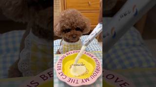 Goat milk powder which cats and dogs love to drink is rich in nutrients shorts funnyshorts [upl. by Kosse]