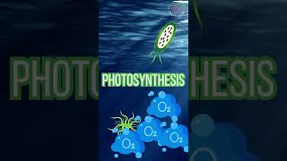 Peran Penting Phytoplankton phytoplankton microalgae reeftank shortvideo shorts short [upl. by Waldon]