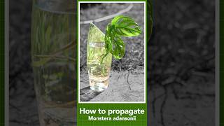 How to propagate monstera adansonii from cuttings [upl. by Brandon336]