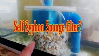 DIY Self Syphon Sponge Filter 💪 [upl. by Ihdin155]