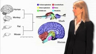 Overview of Genes and Behavior  Cori Bargmann RockefellerHHMI [upl. by Pegeen]