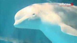 Naissance dun bébé baleine blanche dans un aquarium [upl. by Panayiotis]