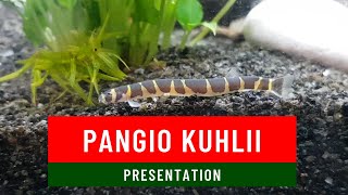 Présentation du Pangio kuhlii [upl. by Arraeic]