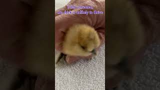 😳From Flooper to Flyer😅 chick pets cute [upl. by Devad]