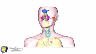 3D visualization of the airway paranasal sinuses and mastoid air cells [upl. by Toombs]