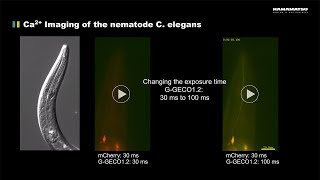 Ca2 Imaging of the nematode C elegans [upl. by Abshier]