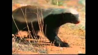 The Crazy Nastyass Honey Badger original narration by Randall [upl. by Cassy]