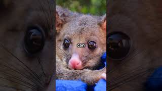 10 Fun Facts About the Pygmy Possum [upl. by Oca]