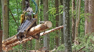 So funktioniert ein Debarking Harvester  Einsatz in den Managementzonen des Nationalparks [upl. by Ardried]