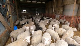 Feeding Finisher Lambs and Lambing 2022 Continues [upl. by Huldah]