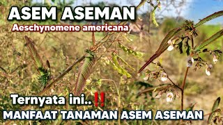 MANFAAT TANAMAN ASEM ASEMAN ‼️ Aeschynomene americana Aeschynomeneamericana Anjang  Kacang meongan [upl. by Erdman]