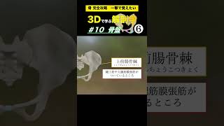 【寛骨】上前腸骨棘 下前腸骨棘【3Dで学ぶ解剖学】動きの要となる骨盤を3Dアニメーションで完全理解❗️骨盤 骨盤調整 骨盤の歪み [upl. by Eigram]