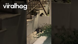 Baby Raccoons Fall Flat  ViralHog [upl. by Aterg]