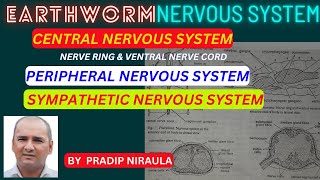 EARTHWORMNERVOUS SYSTEM II NERVOUS SYSTEM OF EARTHWORM II CLASS 11 ZOOLOGY II NEB II PRADIP NIRAULA [upl. by Aik]