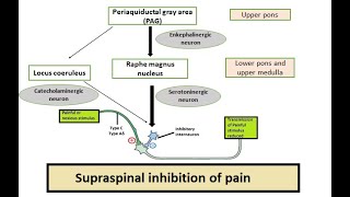 Endogenous Opioid System Supraspinal inhibition of pain [upl. by Ameehsat]