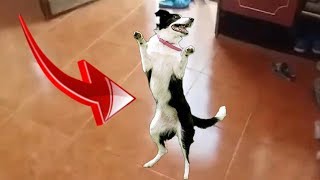 Cainele care danseaza sarba Viral video 🐶 mori de ras [upl. by Amhsirak900]