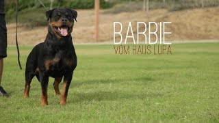 THE CALIFORNIA ROTTWEILER THAT SHOCKED THE GERMANS AT 2015 NATIONAL SEIGER SHOW [upl. by Carline]