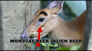 Muntjac Deer  Alien Deer [upl. by Jeffy]