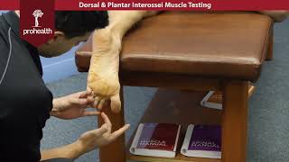 Dorsal amp Plantar Interossei Muscle Test Palp Dr Vizniak Muscle Manual [upl. by Ayardna142]