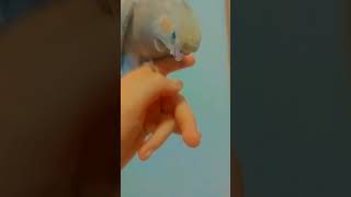 birds parrot cockatiel artist [upl. by Aititel]