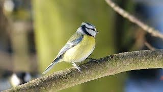 Sýkora modřinka Cyanistes caeruleus Eurasian blue tit Обыкновенная лазоревка Blaumeise [upl. by Nylirac]