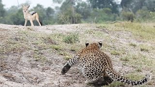 JACKALS and LEOPARD CUBS 🦊 🦁 [upl. by Shenan]