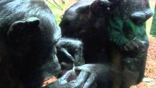 Interesting Chimpanzee behaviour in Zoo Leipzig [upl. by Viens]