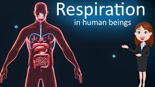 Respiration Life Process 3d animated explanation 10th class  Science [upl. by Eenoj285]