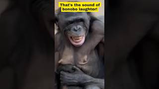 Bonobo Laughs [upl. by Kinson]