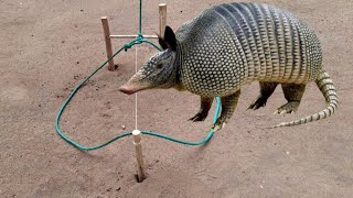 Armadilha de tropeço para pegar animais tatu paca Cotia capivara javalisobrevivência na selva [upl. by Anirbed]