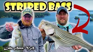 LIVE BAIT Striped Bass Fishing  Insane Day of Fishing on Lake Anna Virginia [upl. by Girand252]